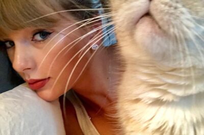 Olivia Benson, 11, is worth more than Travis Kelce. She is Taylor Swift’s pet cat – Her net worth