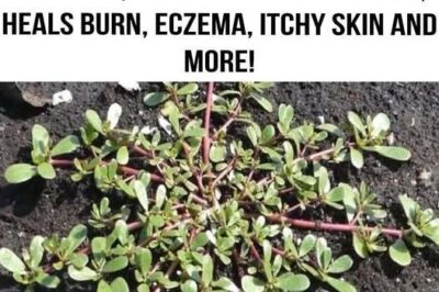 Many Confuse This Plant with a Weed, But It’s Actually Full of Surprising Health Benefits