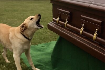Dog Barks at Coffin during Funeral, Suspicious Son Opens It and Finds It Empty