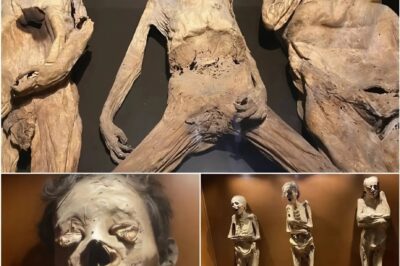 Archaeological Marvel: Discovery of Ancient Remains in Guanajuato Tomb