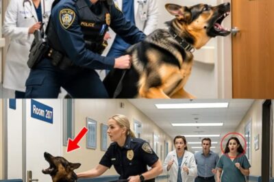 K9 Dog Wouldn’t Stop Barking Outside a Sealed Room in the Hospital — Nurses Thought It Was a Training Error, Until a Doctor Opened the Door and Froze. What They Found Inside Left Everyone in Shock, Sparked a Lockdown, and Raised One Haunting Question: How Did That Get in There… and Who Was It Waiting For?