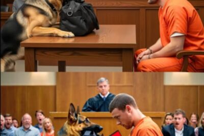 Everyone Thought It Was Just Routine—Until the Dog Dropped the Bag. When a K9 entered the courtroom carrying a black duffel, no one blinked… until it gently placed it at the judge’s feet. What happened next had lawyers gasping, the audience rising from their seats, and the judge pausing mid-sentence. What was inside stunned the entire room—and changed the course of the trial.