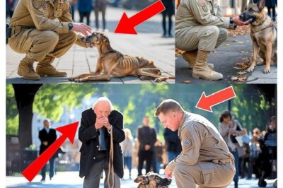 Soldier Finds His Retired K-9 Dog Starving on the Streets—What Happens Next is Shocking