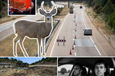 OFFICIAL: Diogo Jota’s crashed supercar’s black box dissected, 75mph curve, collision with wildlife crossing road, police confirm crash was not caused by flat tyre