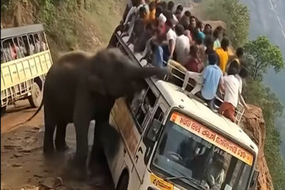 An unexpected elephant appeared near the bus — and what happened 15 seconds later, no one saw coming…
