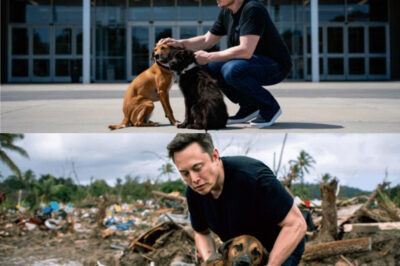 Elon Musk is making waves in Hawaii again, this time with a heroic dog rescue and a $10M donation to build an animal relief center. His unexpected act of kindness is capturing hearts everywhere.