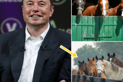 Elon Musk shocks the world with a $6M “Freedom Ranch,” a 150-acre sanctuary giving abandoned horses a second life