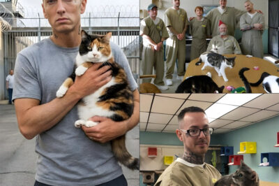 “I am guilty, but my love is not.” Eminem just invested $812,000 in a cat-rearing project for inmates at Riverbend Maximum Security Institution…a beautiful act, and no matter the circumstances, his heart remains sweet.