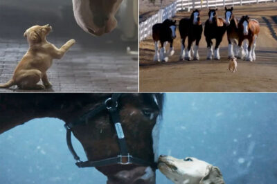 Beyond the icons and the legends, Budweiser reminds us that the quiet moments are the ones that really stick. If the Super Bowl LX ad shocked everyone with bald eagles and larger-than-life Clydesdales, then Super Bowl LVIII did the exact opposite—and somehow hit even harder. No big speeches, no flashy effects, just a snowstorm, an old delivery run, a team of Clydesdales pushing forward, and a Labrador emerging from the white to gently lead them home. Then comes that simple, silent moment—nose to nose, a massive horse and a tiny dog—so soft it slowed the room, softened social media, and made millions smile without realizing it.