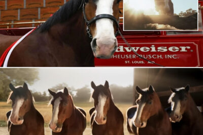 “When that horse jumped, time froze.” That’s the feeling Budweiser hit the world with when it dropped its ad early—no countdown, no warning, no waiting for the Super Bowl stage. One minute everything was normal, the next the internet stopped breathing. This wasn’t just breaking the rules; it was ripping them up. The ad spread like wildfire across social media, punching straight into the chest of America’s shared memories and emotions.