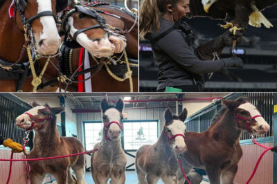 This is the ad that broke every Super Bowl rule—and somehow won anyway. While everyone else was waiting for kickoff, Budweiser jumped the gun and dropped an emotional gut punch two weeks early, leaving the ad world stunned. No celebrities, no flashy hype, no countdown—just a quiet release called “The Soul of Icons.” And within minutes, people were glued to their screens with goosebumps and tight throats. It wasn’t just a commercial; it felt personal. By skipping the Super Bowl chaos, Budweiser made sure this wasn’t background noise—it became the conversation.