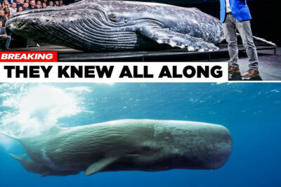 AI Finally Decoded Whale Language — The First Message Shocked Scientists