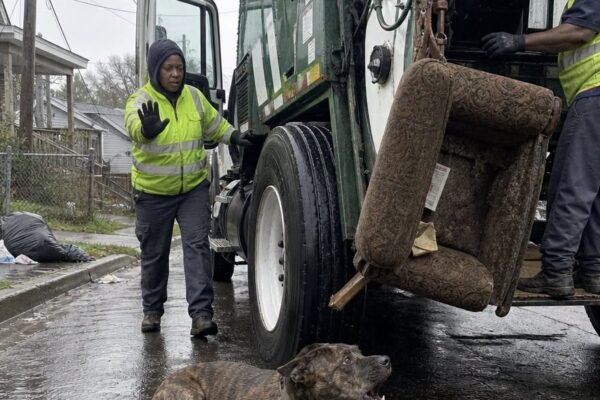 A Pit Bull Blocked a Garbage Truck From Crushing an Old Sofa — Inside,...